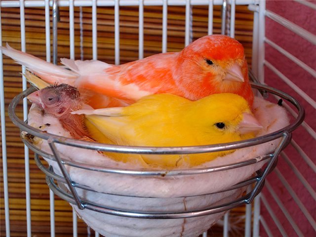 Содержание канареек и уход за ними в Рядне