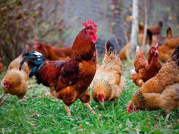 Породы куриц | ЗооТом - продажа, вязка и услуги для животных в Рядне