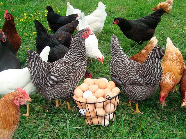 Содержание кур и уход за ними | ЗооТом - продажа, вязка и услуги для животных в Рядне