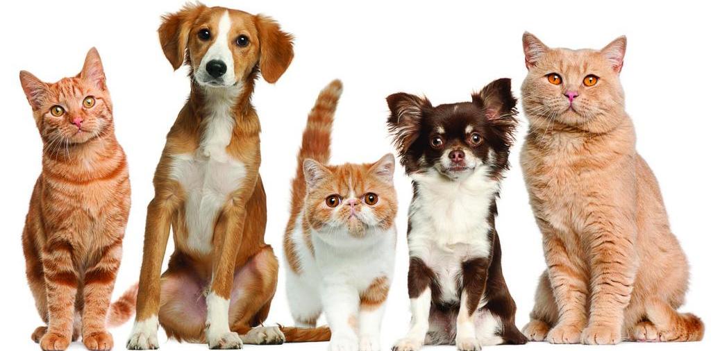 Доска объявлений о животных | ЗооТом - продажа, вязка и услуги для животных в Рядне