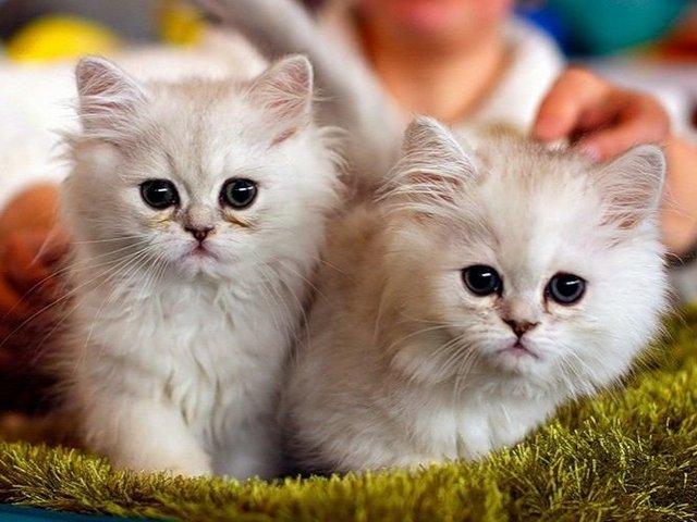 Породы кошек в Рядне | ЗооТом портал о животных