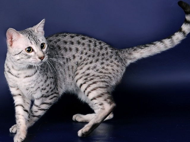 Породы кошек в Рядне | ЗооТом портал о животных