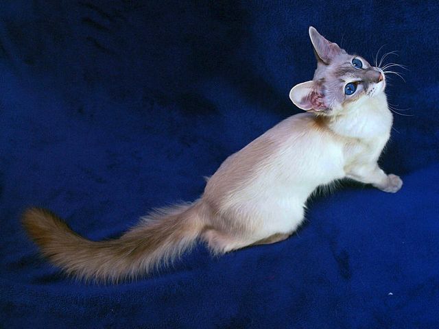 Выведенные породы кошек в Рядне | ЗооТом портал о животных