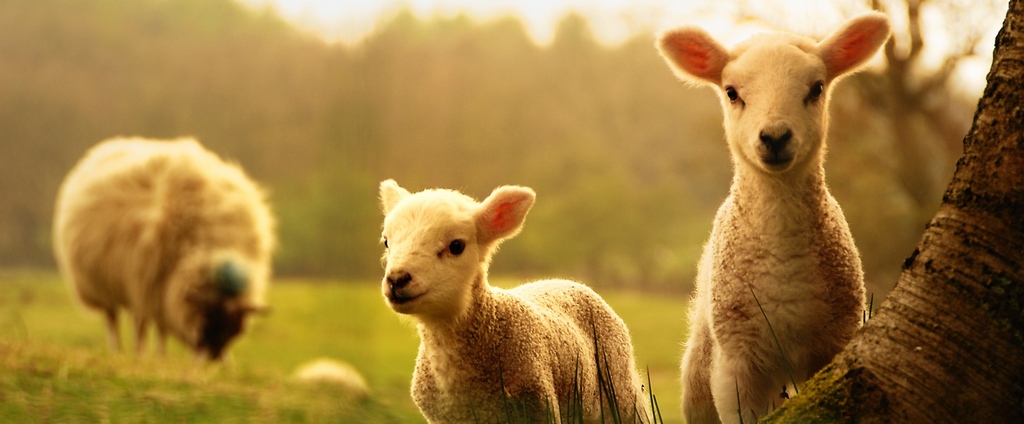 Объявления о сельскохозяйственных животных | ЗооТом - продажа, вязка и услуги для животных в Рядне