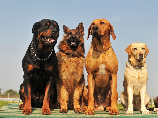 Крупные породы собак в Рядне | ЗооТом портал о животных