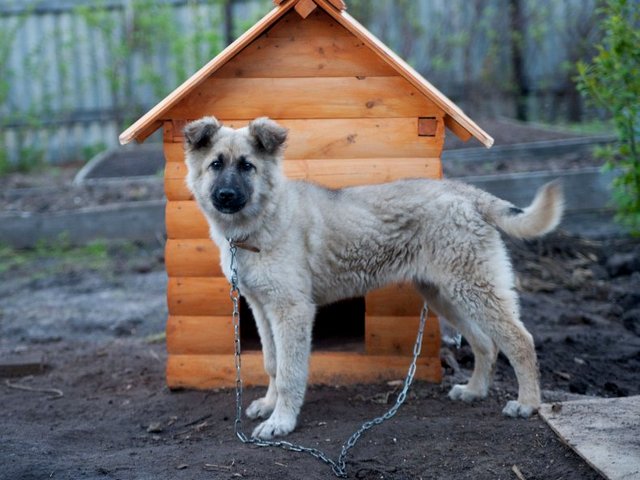 Все о собаках в Рядне Все о собаках в Рядне